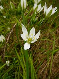 Attēlu rezultāti vaicājumam “Ornithogalum umbellatum flower”