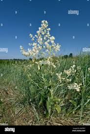 Attēlu rezultāti vaicājumam “Lepidium latifolium”