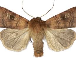 Attēlu rezultāti vaicājumam “Diarsia florida”