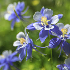 Image result for Aquilegia caerulea