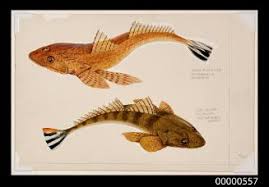 Image result for Platycephalus richardsoni