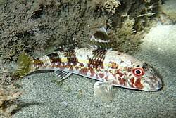 Image result for Mullus surmuletus