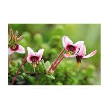 Attēlu rezultāti vaicājumam “Oxycoccus flower”