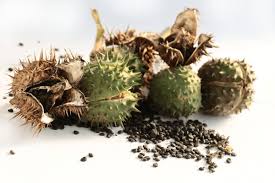 Attēlu rezultāti vaicājumam “Datura stramonium fruit”
