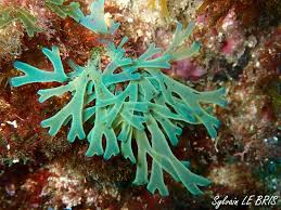 Attēlu rezultāti vaicājumam “Dictydiaethaliaceae”