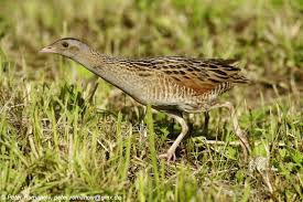 Image result for Crex crex