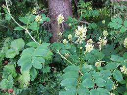Attēlu rezultāti vaicājumam “Astragalus glycyphyllos fruit”
