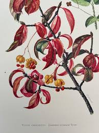 Attēlu rezultāti vaicājumam “Euonymus verrucosus”