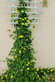 Image result for schwarzäugige Susanne