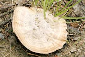 Attēlu rezultāti vaicājumam “Coltricia perennis”