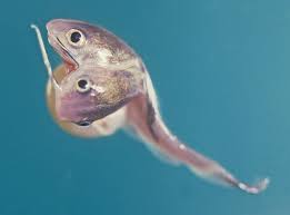 Image result for Ariopsis felis