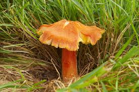 Attēlu rezultāti vaicājumam “Hygrocybe pseudoconica”