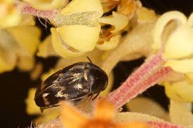 Attēlu rezultāti vaicājumam “Mordella sp.”