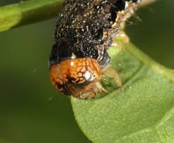 Attēlu rezultāti vaicājumam “Orthosia munda”