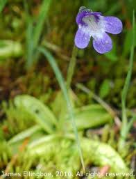 Attēlu rezultāti vaicājumam “Pinguicula vulgaris”