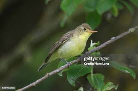 Attēlu rezultāti vaicājumam “Hippolais icterina adult”