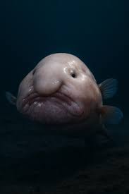 Image result for blobfish