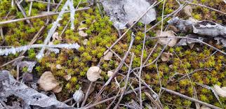 Attēlu rezultāti vaicājumam “Arrhenia spatulata”