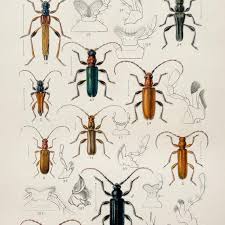 Attēlu rezultāti vaicājumam “Criocephalus rusticus”