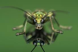 Attēlu rezultāti vaicājumam “Oedemeridae”