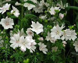 Image result for Malva moschata alba