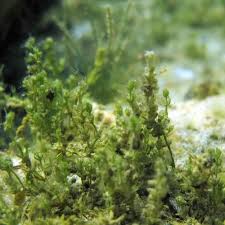 Attēlu rezultāti vaicājumam “Chara filiformis”