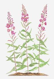 Attēlu rezultāti vaicājumam “Epilobium angustifolium flower”