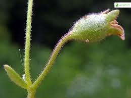 Attēlu rezultāti vaicājumam “Saxifraga cymbalaria fruit”
