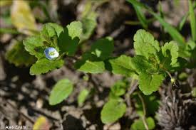 Attēlu rezultāti vaicājumam “Veronica agrestis leaf”