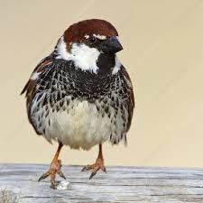 Image result for Passer hispaniolensis