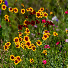 Image result for Coreopsis