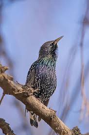 Attēlu rezultāti vaicājumam “Sturnus vulgaris”