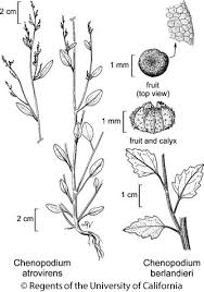 Attēlu rezultāti vaicājumam “Chenopodium polyspermum var. acutifolium flower”