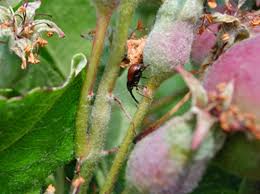 Attēlu rezultāti vaicājumam “Anthonomus pomorum”