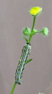 Attēlu rezultāti vaicājumam “Diprion pini female”