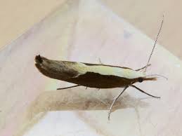 Attēlu rezultāti vaicājumam “Ypsolopha dentella”