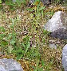 Attēlu rezultāti vaicājumam “Ophrys insectifera leaf”
