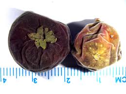 Attēlu rezultāti vaicājumam “Salix pentandra fruit”