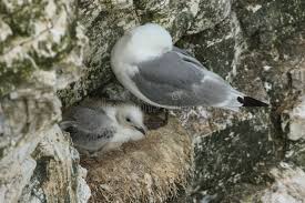 Attēlu rezultāti vaicājumam “Rissa tridactyla adult”