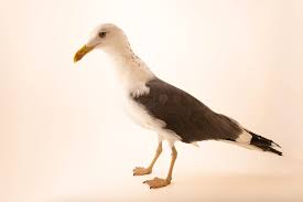 Attēlu rezultāti vaicājumam “Larus marinus”