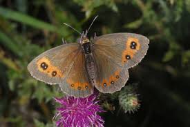 Attēlu rezultāti vaicājumam “Erebia aethiops upperside”