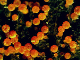 Attēlu rezultāti vaicājumam “Nectria peziza”