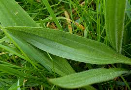 Attēlu rezultāti vaicājumam “Plantago lanceolata leaf”