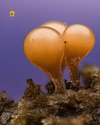 Attēlu rezultāti vaicājumam “Hemitrichia sp.”