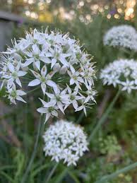 Image result for Allium tuberosum