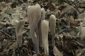 Attēlu rezultāti vaicājumam “Clavariadelphus pistillaris”