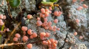 Attēlu rezultāti vaicājumam “Dibaeis baeomyces”