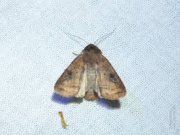 Attēlu rezultāti vaicājumam “Diarsia florida”