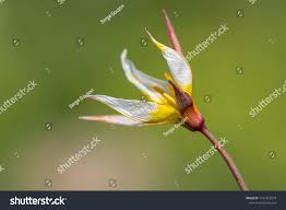 Attēlu rezultāti vaicājumam “Tulipa sylvestris bud”
