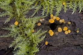 Attēlu rezultāti vaicājumam “Bactridium flavum”